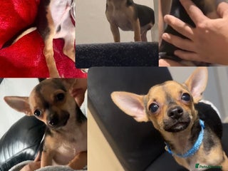 Chihuahua dogs - Advert 12