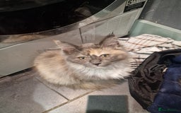 Maine Coon cats for sale: Main coon x ragdoll kittens  - Image 2
