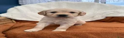 Golden Retriever dogs for sale: KC Registered Golden Retriever Puppies  in Tenterden - Advert 31