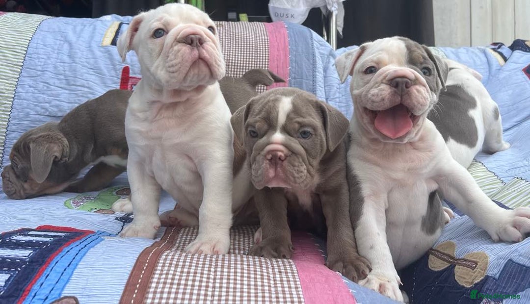 Olde English Bulldogge dogs for sale: Puppies 07931561727 - Image 8