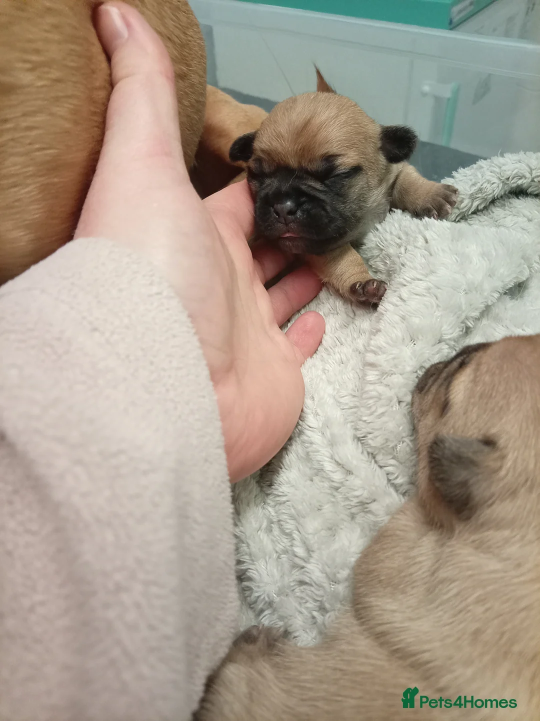Jug dogs for sale: Jug puppies Jack Russell x pug puppies available - Advert 17