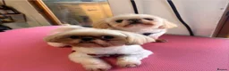 Shih Tzu dogs for stud: Shih Tzu for stud - Advert 8
