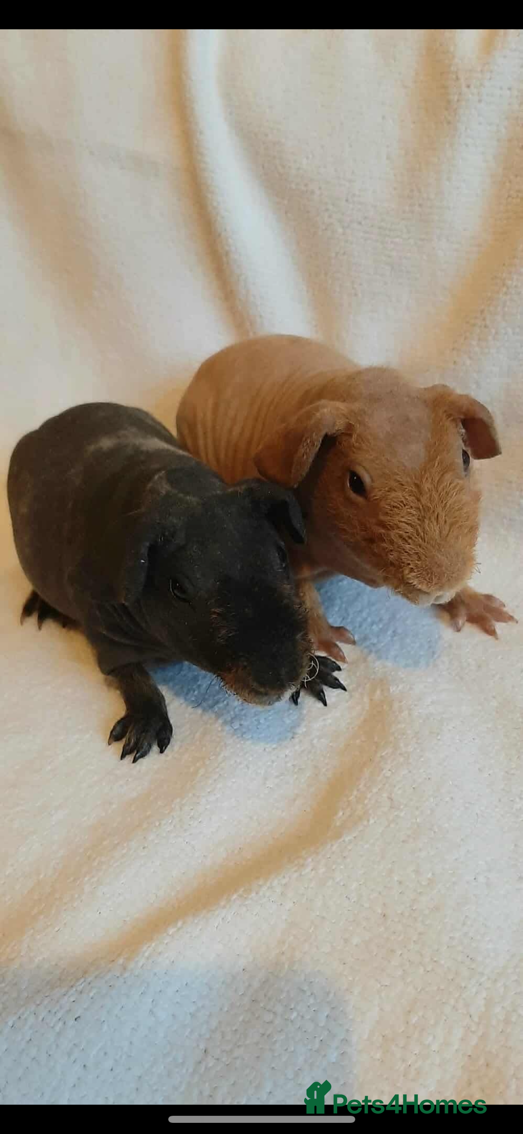 Guinea Pig rodents for sale: Skinny pigs  - Advert 3
