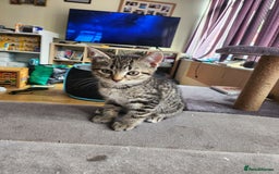 British Shorthair cats for sale: Silver Tabby Kittens  - Image 8