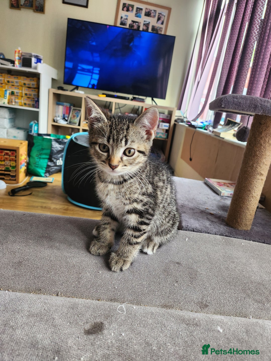 British Shorthair cats for sale: Silver Tabby Kittens  - Image 8