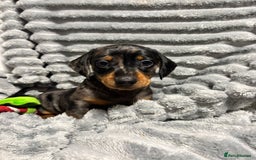 Miniature Dachshund dogs for sale: Miniature Dachshund Puppies for Sale!💙🩷 - Image 8