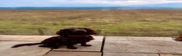 Cocker Spaniel dogs for sale: Female Chocolate Cocker Spaniel (1 year old) - Advert 3
