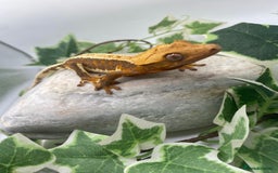 Gecko reptiles for sale: Vibrant Lily white crested gecko  - Image 3