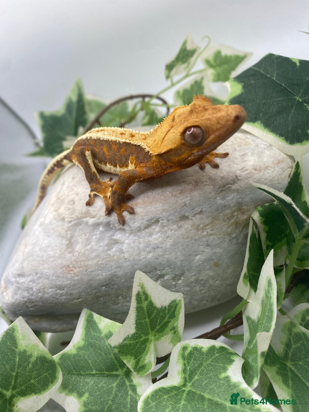 Gecko reptiles for sale: Vibrant Lily white crested gecko  - Image 3