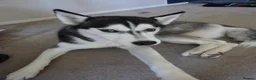 Siberian Husky dogs for sale: Siberian husky for sale  in Exeter - Advert 2