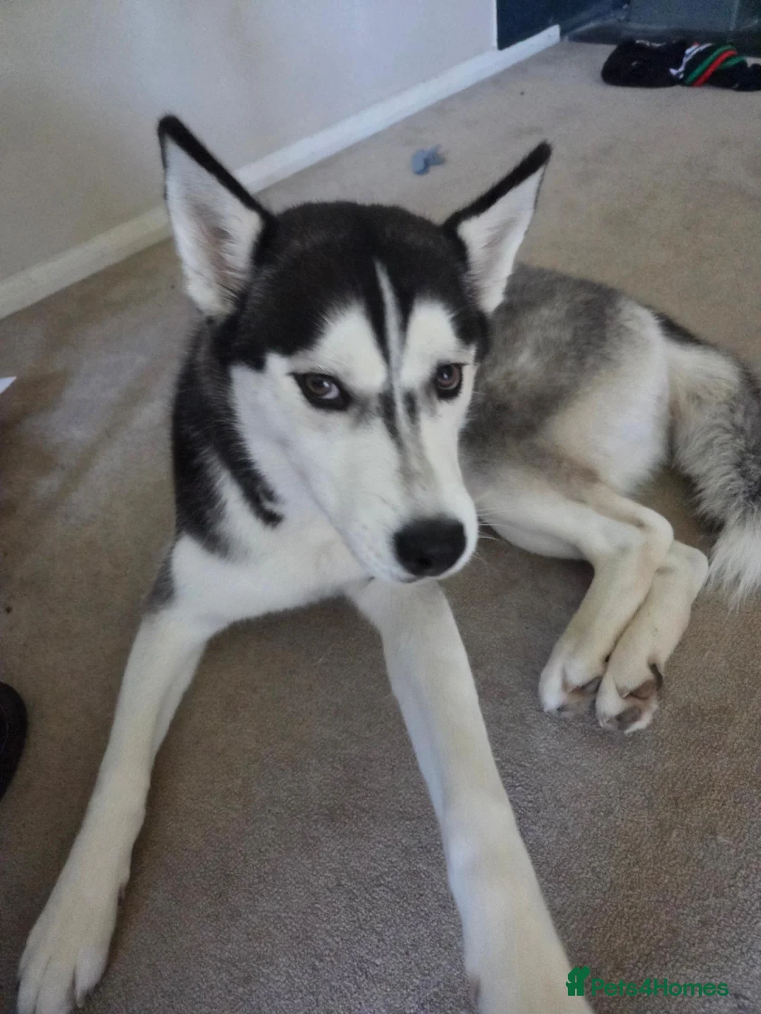 Siberian Husky dogs for sale: Siberian husky for sale  in Exeter - Advert 2