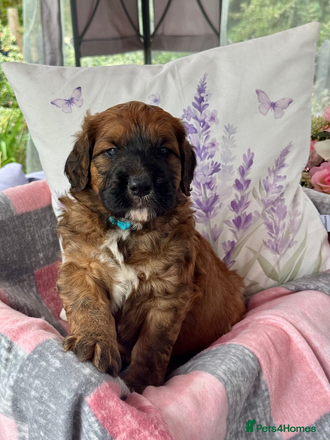 Saint Bernard dogs for sale: F1 st doodles puppies for sale - Image 6