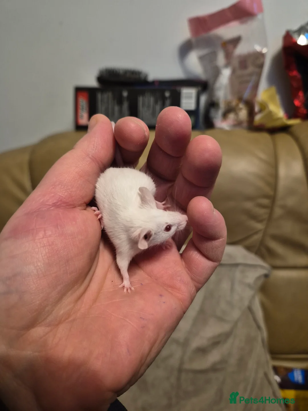 Mouse rodents for sale: 8 Cute Female Baby Fancy Mice - Advert 6
