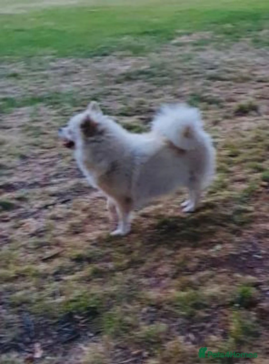 Pomeranian dogs for sale: very strong and efficient Pomeranian boy - Advert 4