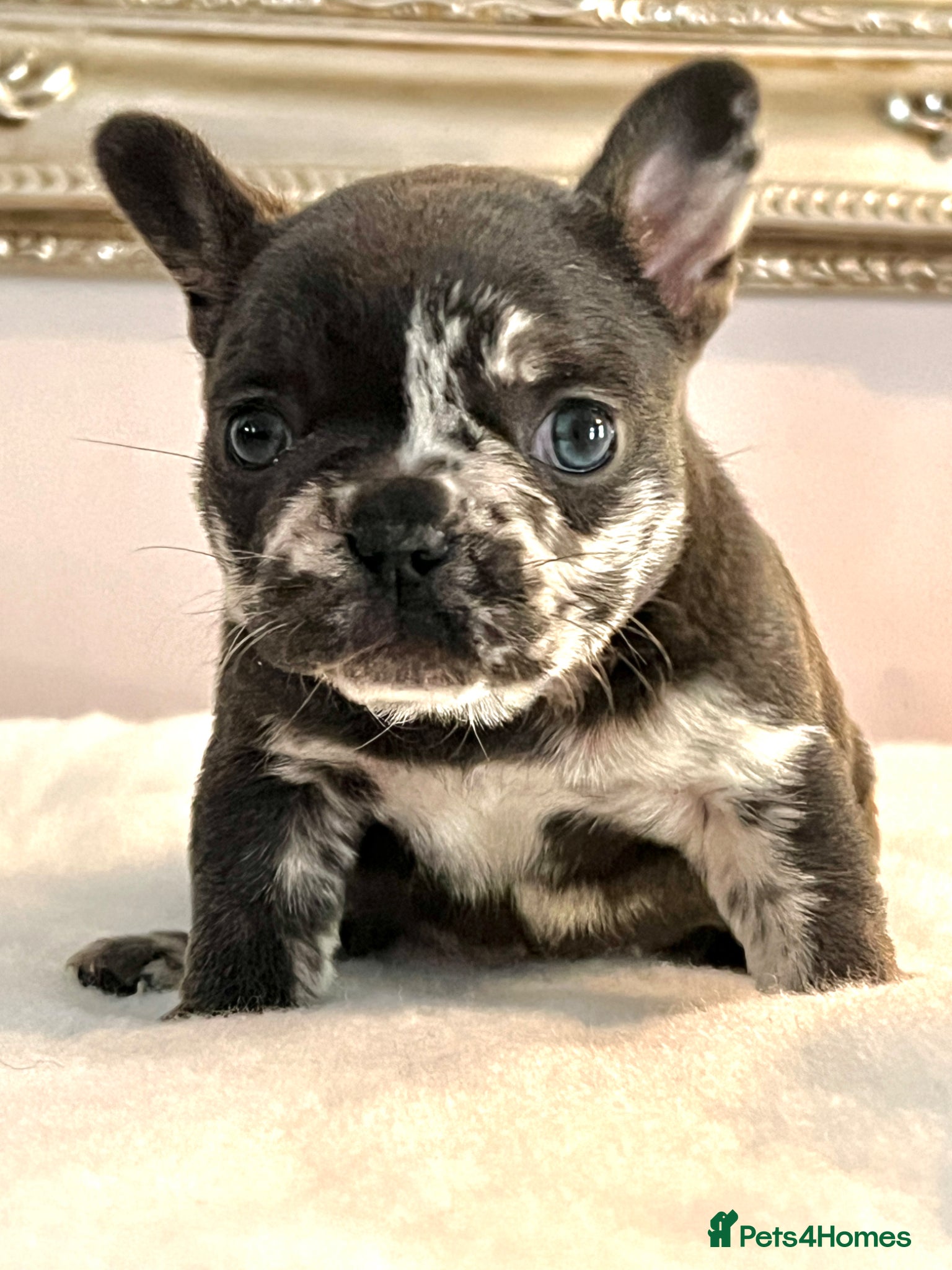 French Bulldog dogs Trio of French bulldogs 1 female 2 males - Advert 1