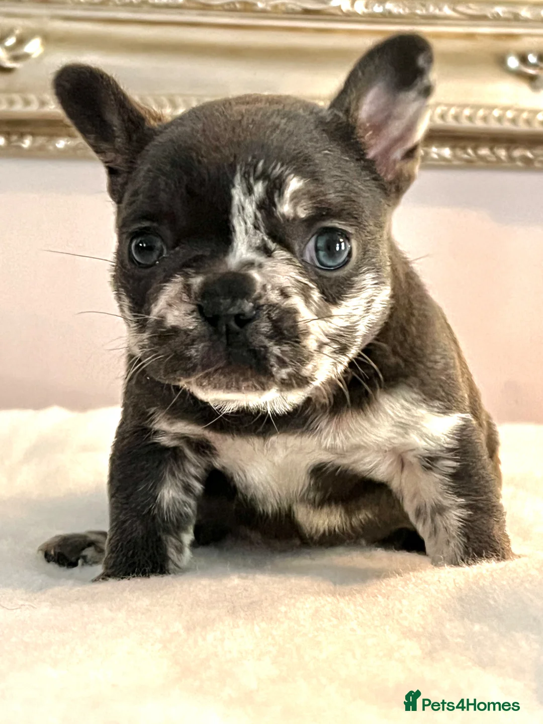 French Bulldog dogs for sale: Trio of French bulldogs 1 female 2 males - Advert 1