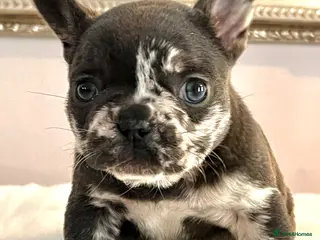 French Bulldog dogs Trio of French bulldogs 1 female 2 males - Advert 1