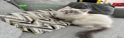 Ragdoll cats for sale: GCCF Registered - 1 Blue Tabby boy remaining - Advert 12