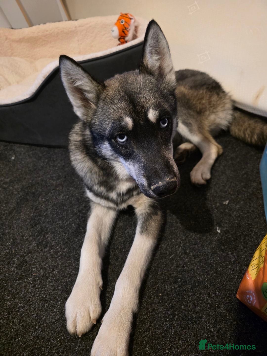 Siberian Husky dogs for sale: Siberian husky 6 months old - Image 5