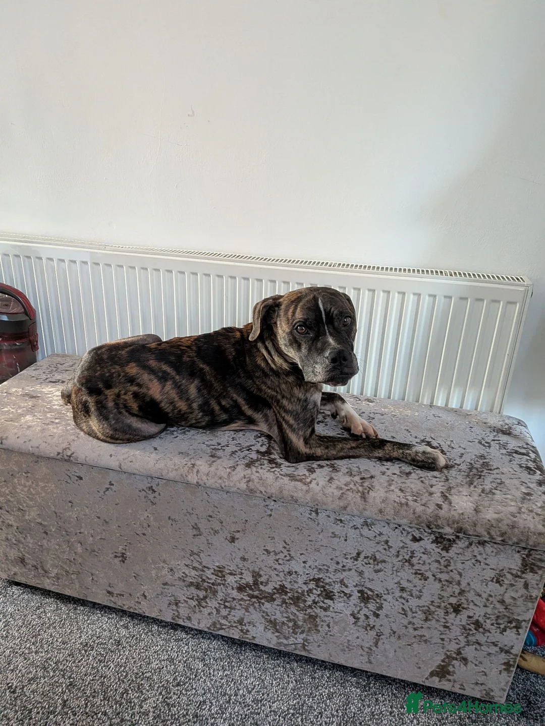 Mixed Breed dogs for sale: Reggie - Advert 2