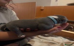 American Bully dogs for sale: American pocket bully tri pups - Image 15