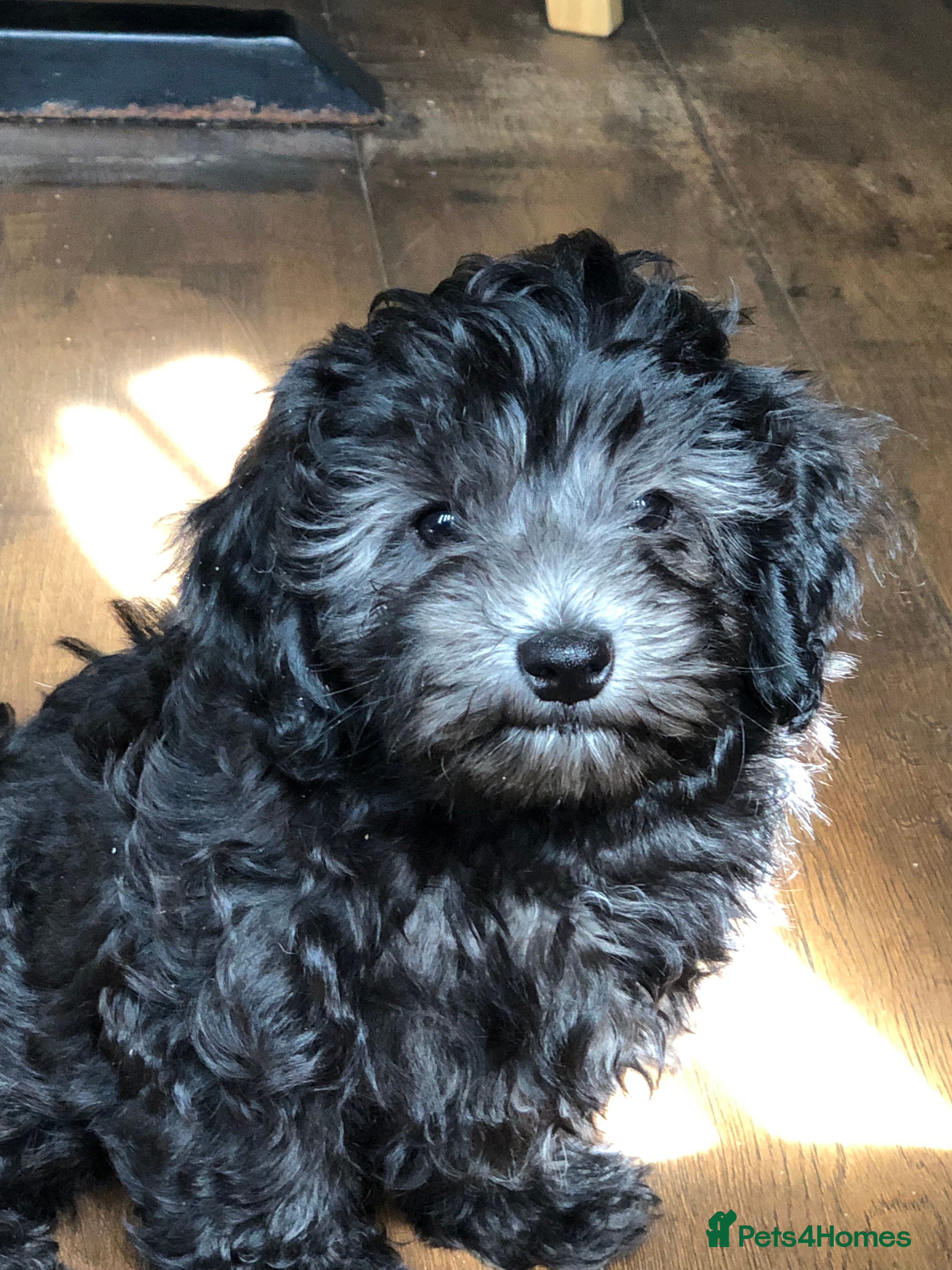 Maltipoo dogs Maltipoo puppies  - Advert 18