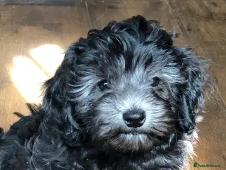 Maltipoo dogs Maltipoo puppies - Advert 18
