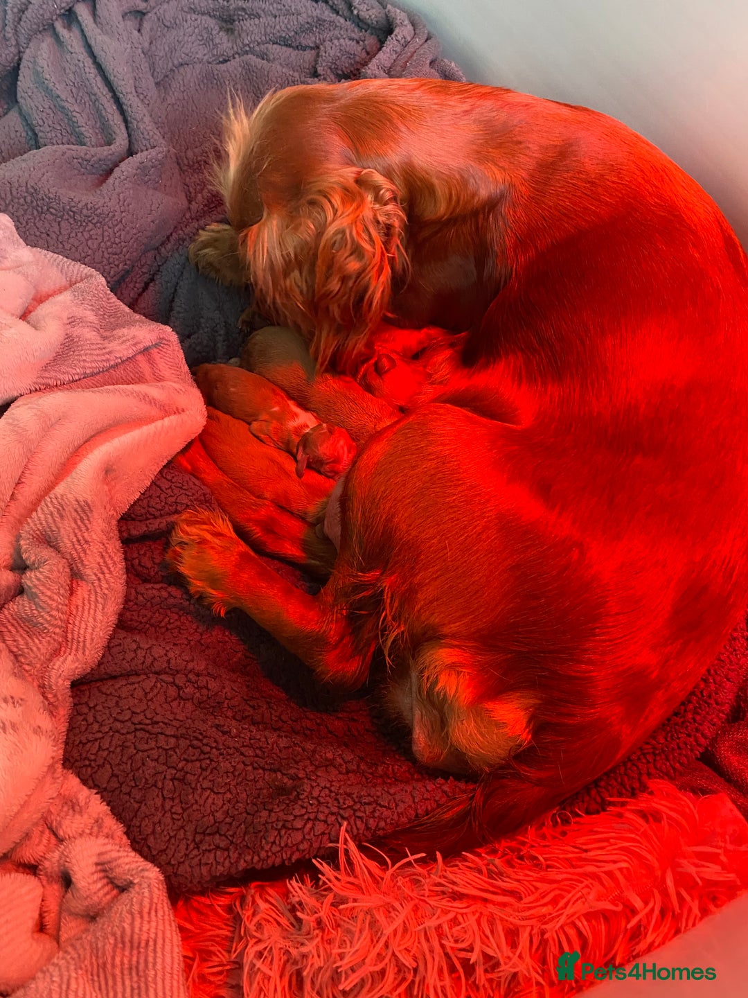 Cocker Spaniel dogs for sale: Beautiful littler of working cocker spaniels 😍 - Advert 9