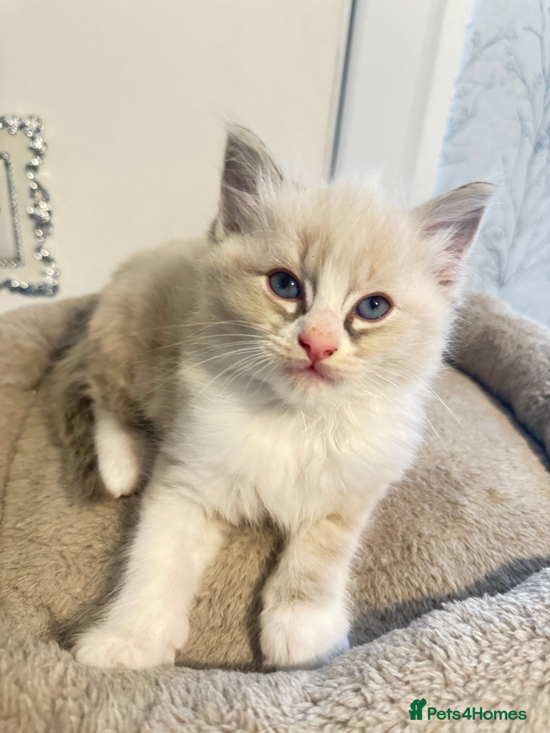 Ragdoll cats for sale: Beautiful Ragdoll Kittens - Advert 19