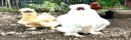 Chickens poultry for sale: Silkie eggs available  in Mold - Advert 4