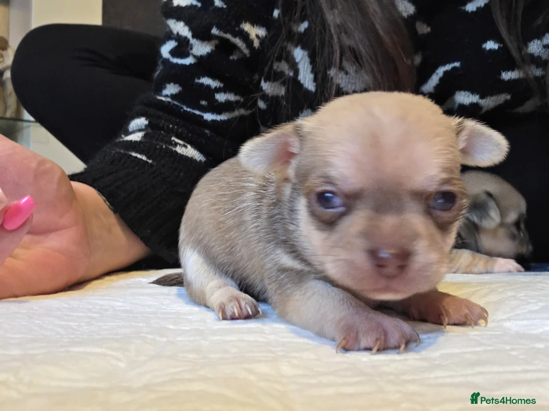 Chihuahua dogs for sale: Chihuahua Puppies - Advert 10