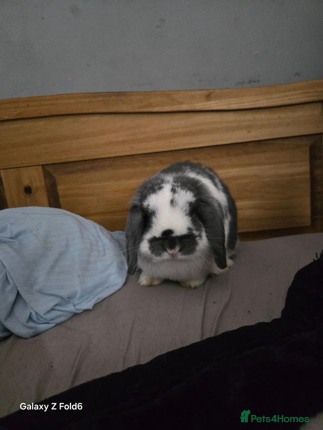 English Lop rabbits for sale: Male rabbit holland lop  in Sheffield - Advert 5