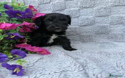 Cockapoo dogs for sale: F1 Showtype Cockapoo - Image 12