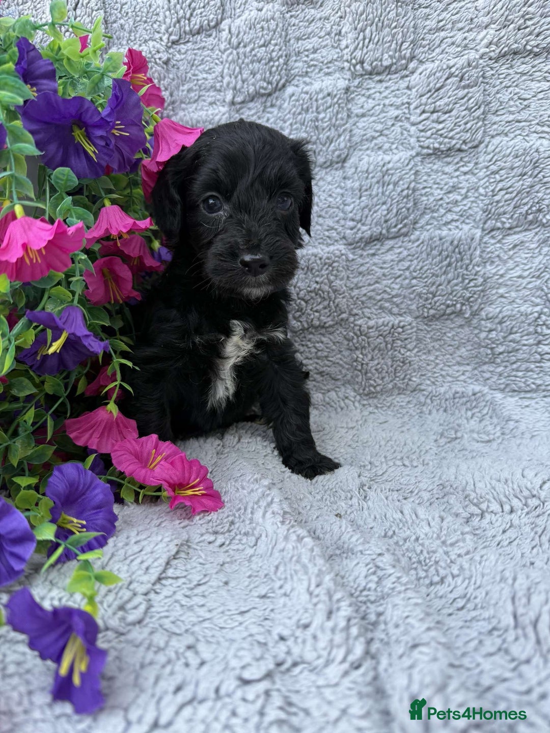 Cockapoo dogs for sale: F1 Showtype Cockapoo - Image 12