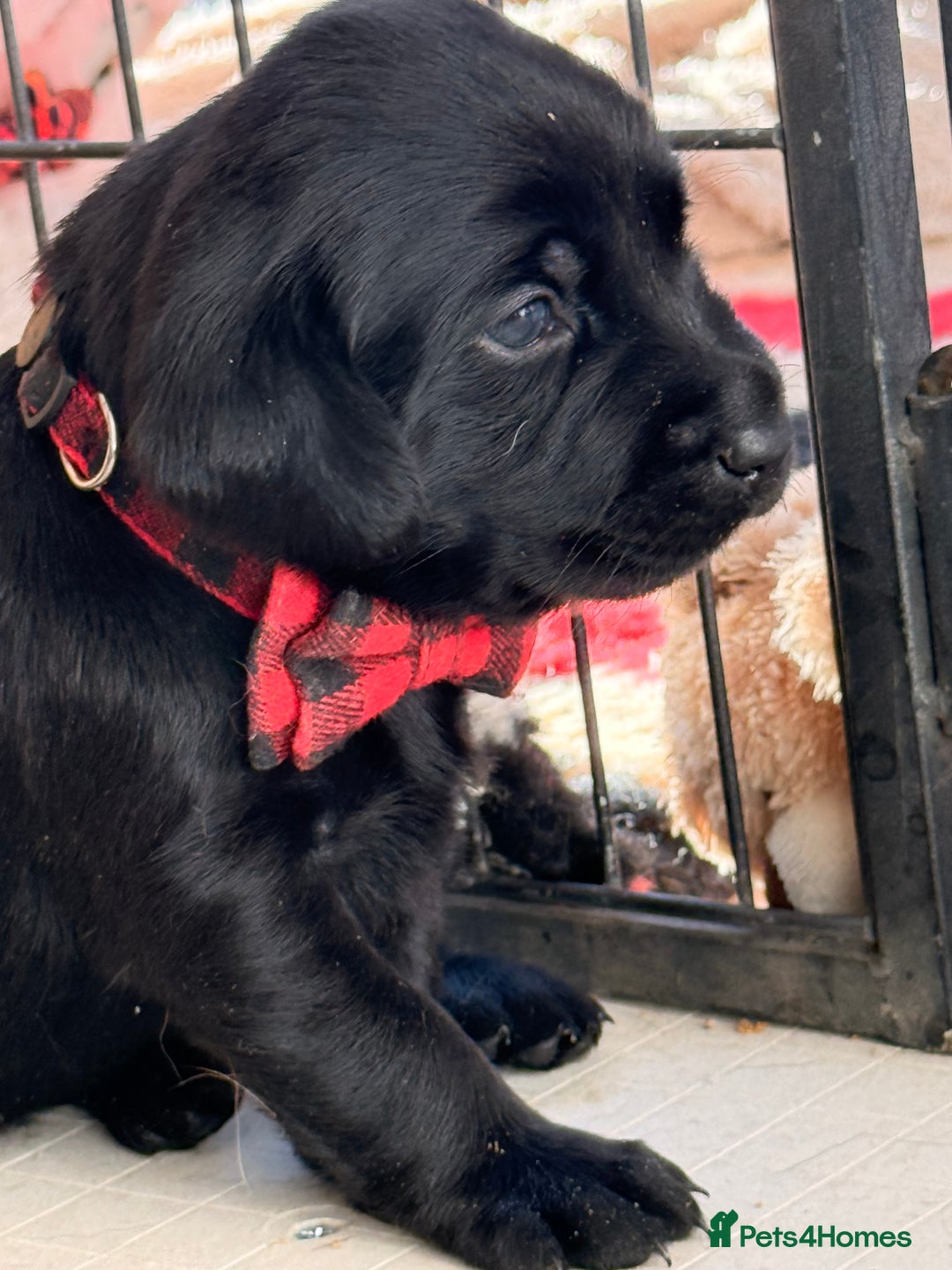 Labrador Retriever dogs for sale: Beautiful chunky litter of black pups  - Advert 4