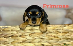 Miniature Dachshund dogs for sale: PRA clear super looking puppies - Image 7