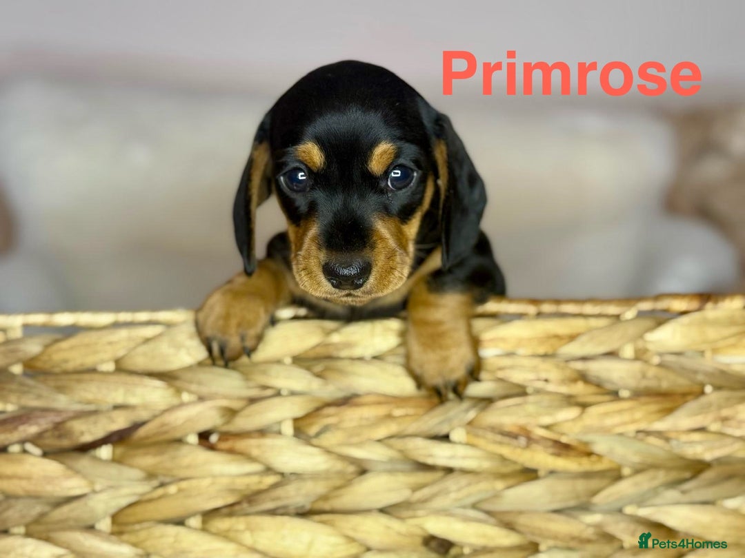 Miniature Dachshund dogs for sale: PRA clear super looking puppies - Image 7