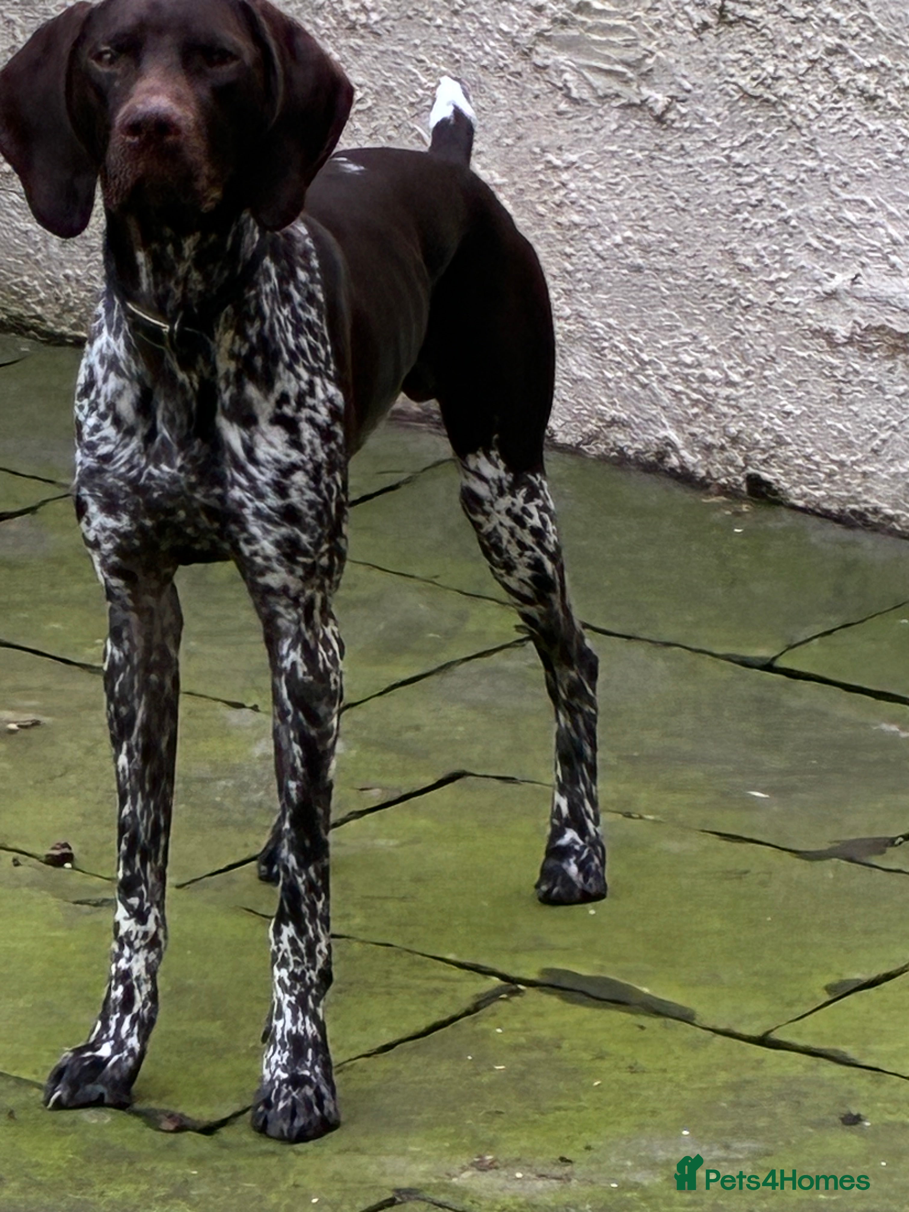 German Shorthaired Pointer dogs Percy - Advert 1