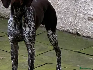 German Shorthaired Pointer dogs Percy - Advert 1