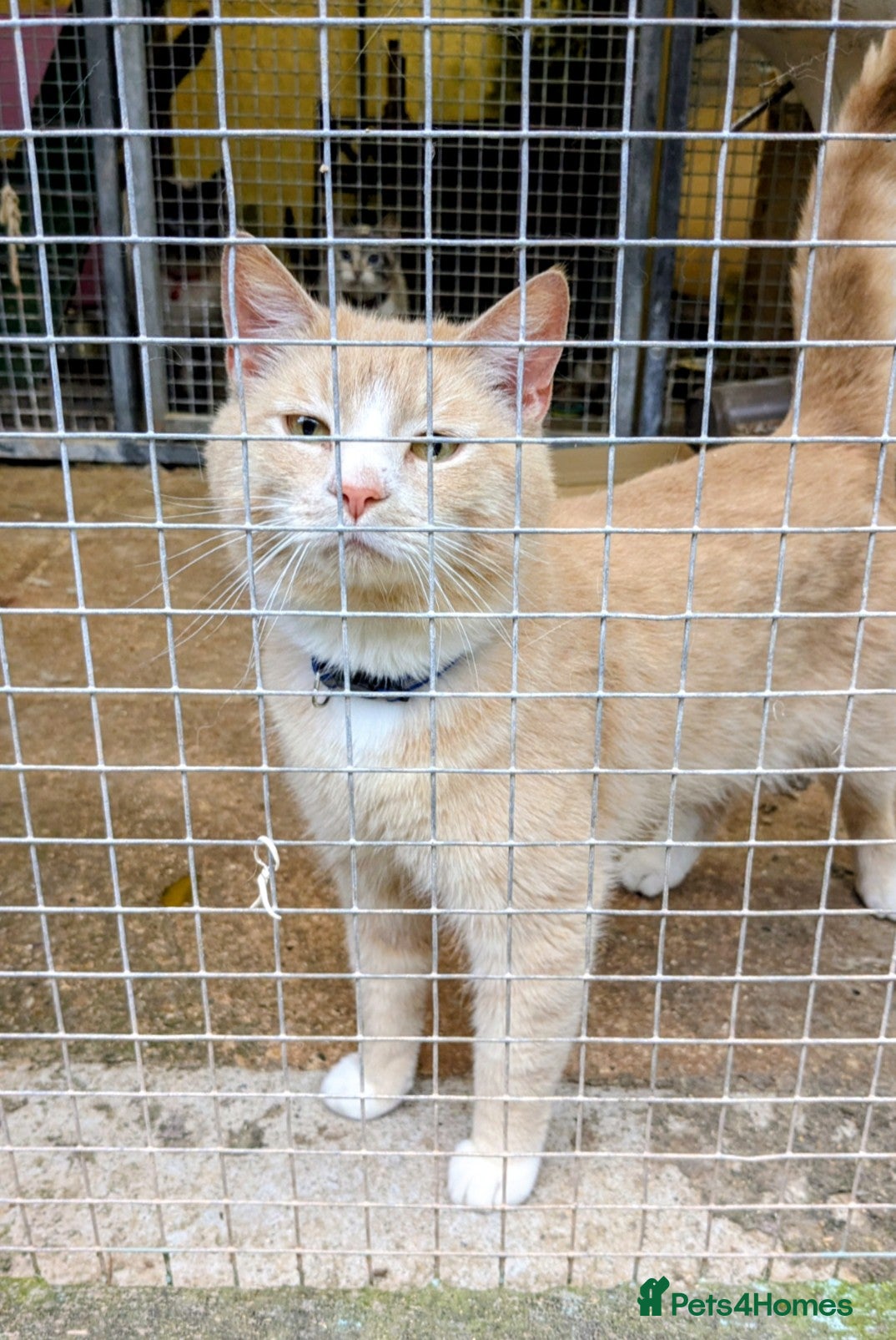 Mixed Breed cats for sale: My little bear cream male - Advert 2