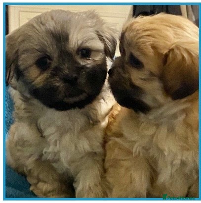 Shih Tzu dogs 🌟 JUST 2 LEFT ,GOLDEN GIRL  & SAND BOY 🌟 - Advert 2