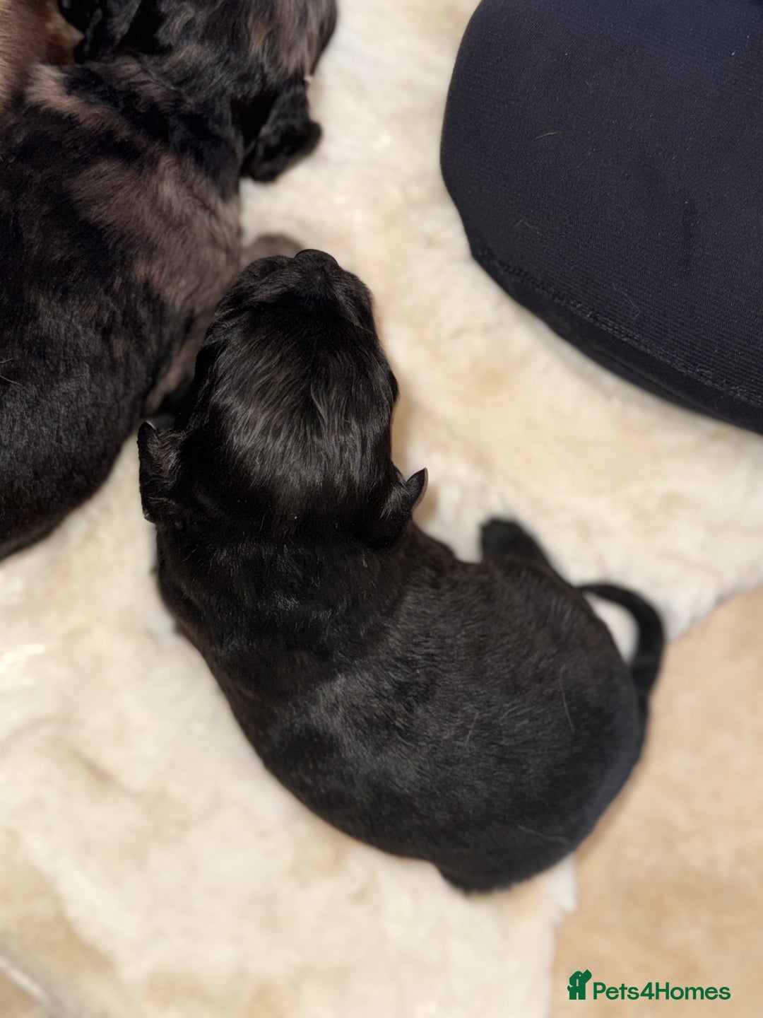 Mixed Breed dogs for sale: Merle sprocker x lurcher puppies  - Image 16