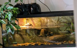Turtle reptiles for sale: Mississippi turtles, with tank, heat lamp, filter - Image 3