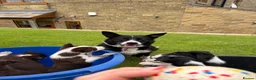 Border Collie dogs for sale: 4 Border Collie ISDS Registered Pups for Sale - Advert 1
