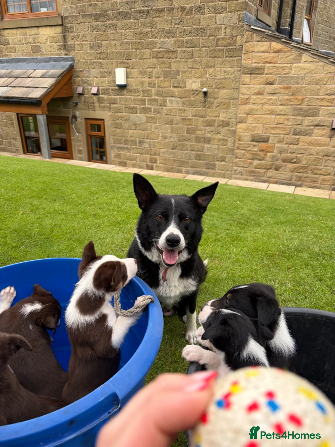 Border Collie dogs for sale: 4 Border Collie ISDS Registered Pups for Sale - Advert 1