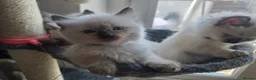Ragdoll cats for sale: Ragamese ragdoll Siamese kittens  - Advert 8