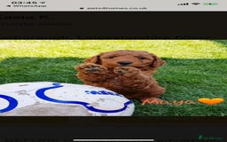Miniature Poodle dogs for stud: Extensively Health Tested Deep Red Mini Poodle in Mansfield - Image 23