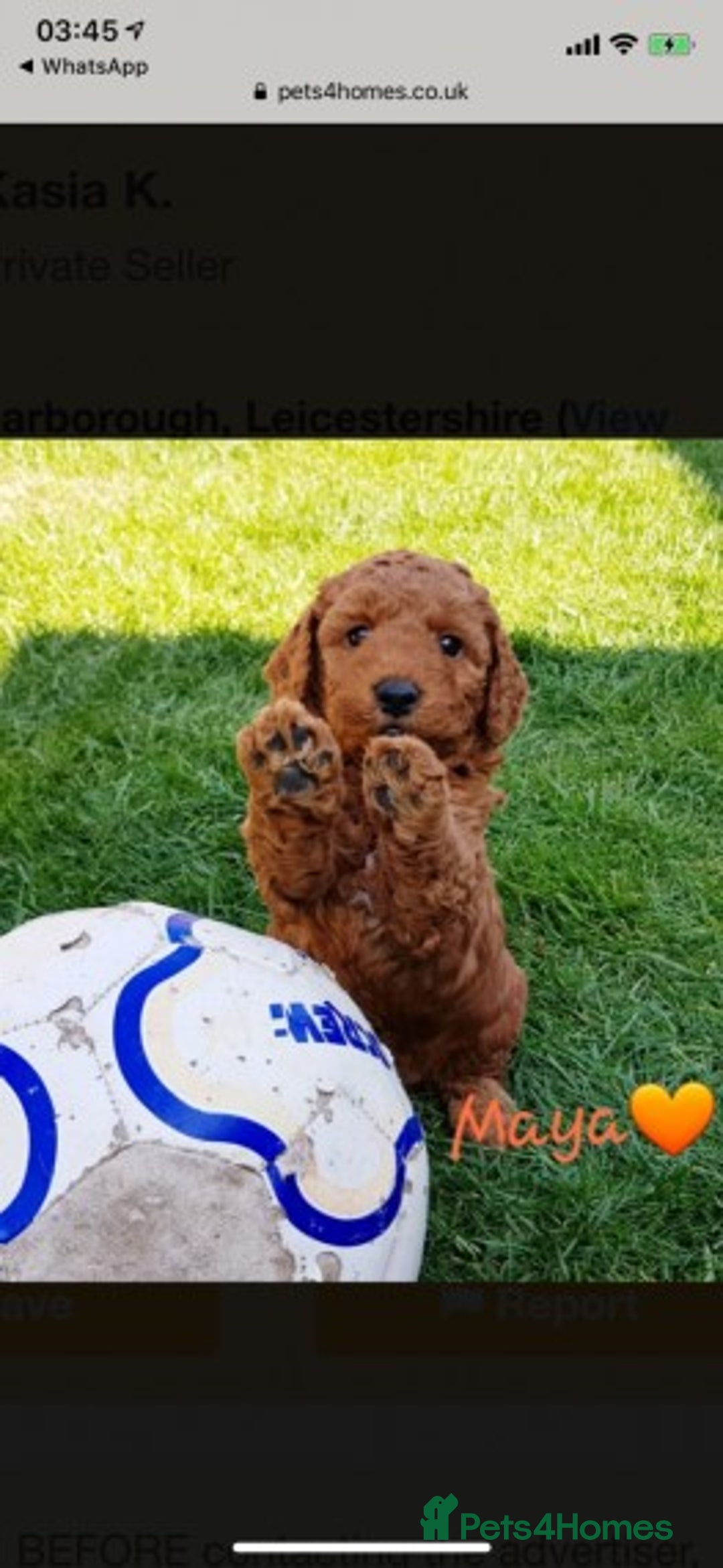 Miniature Poodle dogs for stud: Extensively Health Tested Deep Red Mini Poodle in Mansfield - Image 23
