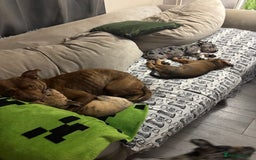 Mixed Breed dogs for sale: Stunning Merle Boy Left - Image 4