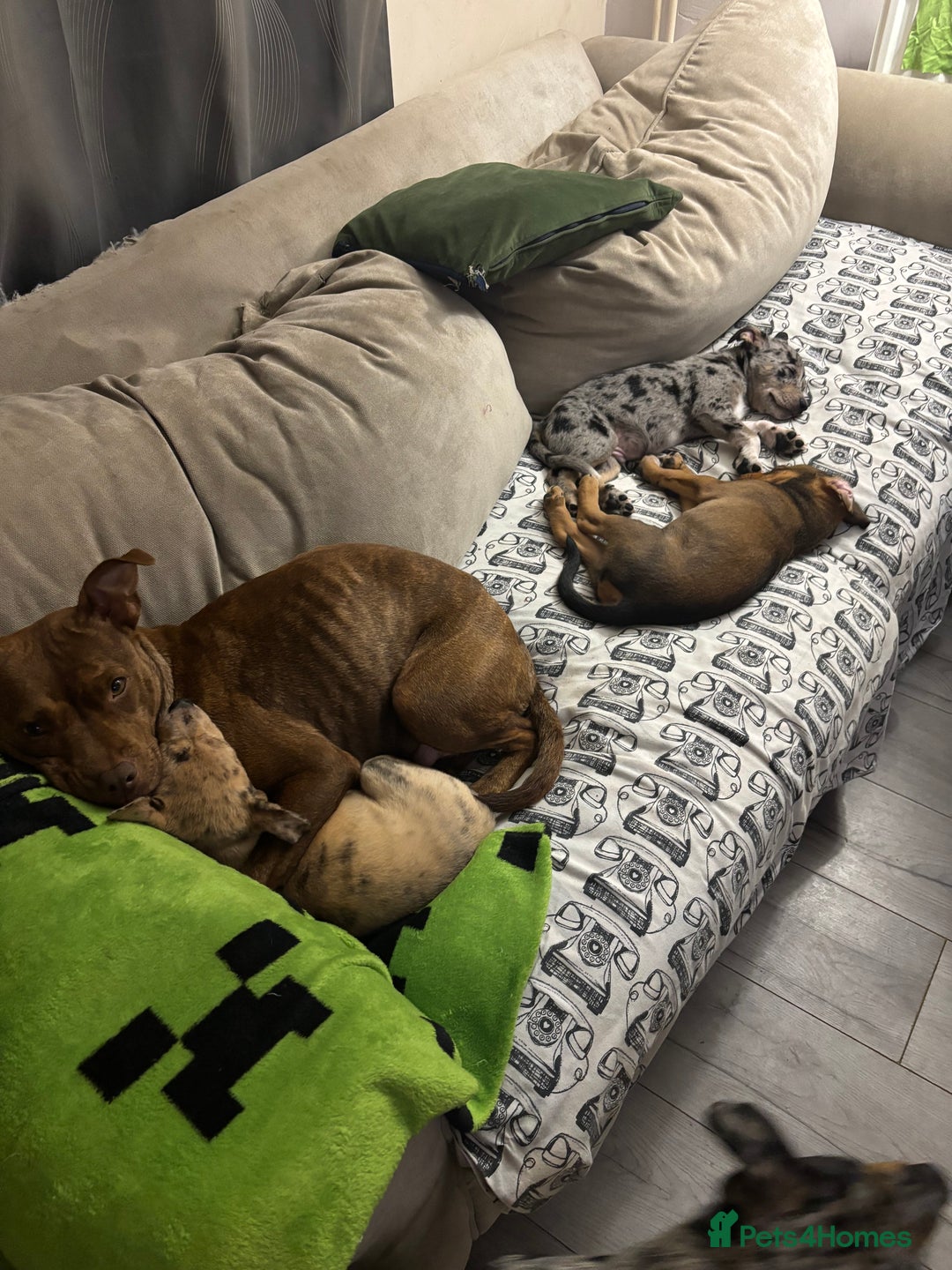 Mixed Breed dogs for sale: Stunning Merle Boy Left - Image 4